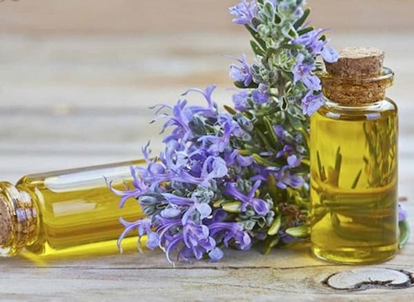 تصویر 5 از خرید اسانس طبیعی رزماری + قیمت فروش استثنایی